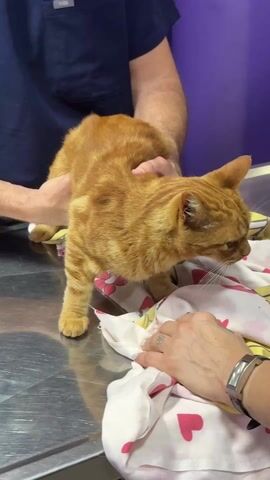 Here is a description of the video:

The video shows an orange tabby cat on an examination table at a veterinary clinic. A person wearing a navy blue scrub top labeled "FIGS" is holding the cat securely by the torso. Another person is standing next to the table with their hands on the white blanket with pink and yellow designs. The person's left hand has a tattoo. The table is metal. The background shows a purple wall. The cat is in a crouched position and looking toward the right side of the frame. The person holding the cat moves their hands slightly.