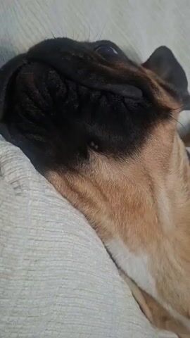 A close-up, over-the-shoulder shot shows a person's hand gently petting a dog's head. The dog, a German Shepherd mix with brown and black fur, is lying on a light-colored, textured couch, appearing relaxed and content. The camera angle focuses on the dog's face and the petting hand. The lighting suggests an indoor setting, possibly during the daytime given the brightness. The overall mood is calm and affectionate. There is no visible text in the media file.
