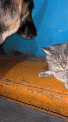 Cat and dog share quiet moment in Russian home