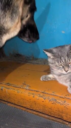 Cat and dog share quiet moment in Russian home