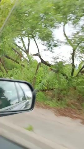The video shows a view from a vehicle moving along a paved road. Trees and vegetation line the side of the road. In the background, there are fences, houses, and fields. The sky is cloudy.