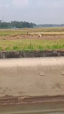The video shows a wide shot of a rural landscape with a field in the foreground and a harvested rice field in the background. Several people are visible working in the rice field, some carrying bundles of harvested rice. In the distance, trees and power lines are visible. The foreground consists of a concrete structure, possibly a canal or a road, with some vegetation growing along its edge. The sky is overcast, suggesting a cloudy day.