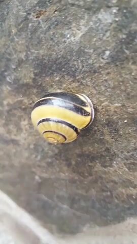 A close-up shot focuses on a snail shell resting on a textured, gray rock surface. The shell exhibits a distinctive pattern of alternating yellow and dark stripes, spiraling inwards towards the apex. The lighting highlights the contours of the shell and the rough texture of the rock. The background is blurred, emphasizing the snail shell as the sole subject of the frame.