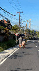 Man walks pig on rope along road in Payangan