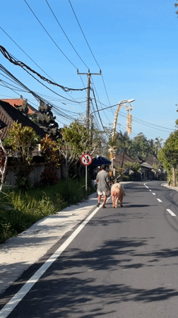 Man walks pig on rope along road in Payangan