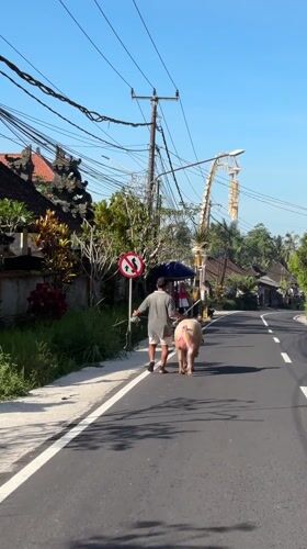Man walks pig on rope along road in Payangan