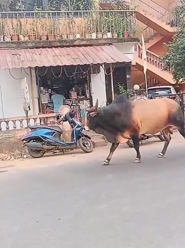 Ordinary street life documented in Oxel, India