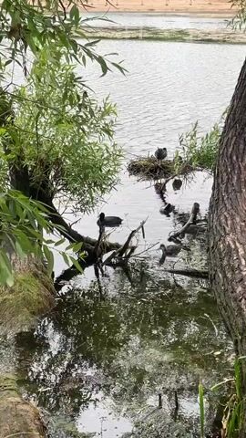 This media file captures a serene natural scene on a body of water, likely a pond or lake, near Tyarlevo, Russia. The foreground is dominated by lush green foliage, with branches of a willow tree hanging over the water, creating a natural frame. The water itself is calm, reflecting the surrounding greenery and the overcast sky, suggesting a cloudy or perhaps early morning or late afternoon time of day.

The main subjects are a family of coots. Several adult coots are visible, some on a nest built amongst reeds and branches emerging from the water. Others are swimming in the water, occasionally dipping their heads beneath the surface. Younger coots, or ducklings, are also present, swimming close to the adults. The birds appear calm and undisturbed, indicative of a peaceful moment in their natural habitat.

The setting is a tranquil waterscape with evidence of abundant plant life, typical of a natural wetland or park environment. The overall mood is one of peaceful coexistence between wildlife and their environment. There is no visible text within the media file. The weather appears to be mild, with no harsh sunlight evident. The focus is on the natural behavior of the coot family in their aquatic home.