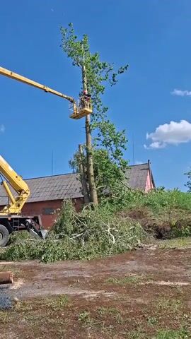 A tree surgeon is working from a cherry picker to cut down a tall tree.  The tree has been partly felled, with the lower branches lying on the ground near a derelict building,  The cherry picker is yellow and extends high into the tree. The sky is blue with some small fluffy white clouds.