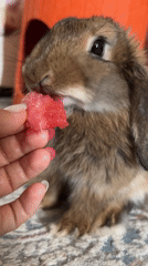 Floppy-eared rabbit snacks on watermelon fed by hand