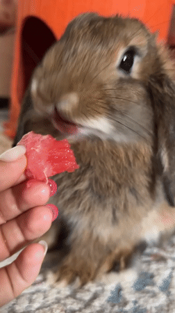 Floppy-eared rabbit snacks on watermelon fed by hand