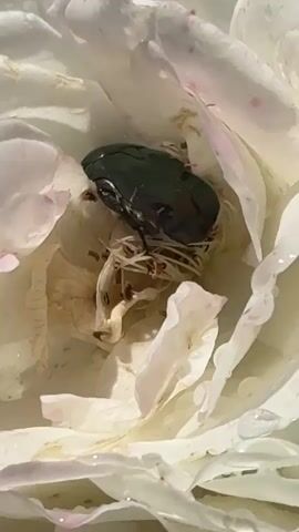 This is a close-up video of a dark, metallic green beetle nestled within the petals of a white rose. The rose petals are delicate and appear slightly dewy, with hints of pink on their edges. The beetle is the central focus, its iridescent exoskeleton catching the light. It is positioned in the center of the rose, surrounded by the flower's stamens and pistil, which appear dry and brown. The petals are soft and billowy, framing the insect and creating a sense of intimacy. The lighting suggests it is daytime, likely outdoors given the natural setting. The overall mood is one of quiet observation, highlighting the intricate details of nature. No text is visible in the video. The location is identified as Sulitsa, Bulgaria.