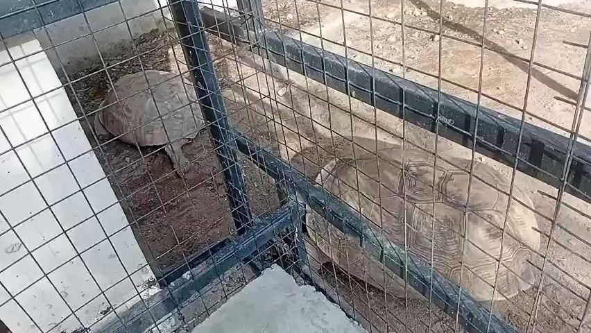 The video shows two tortoises in a wire enclosure. One tortoise is smaller and positioned in the corner of the enclosure, while the other is larger and occupies more of the frame, closer to the center. The enclosure has a concrete border and a dirt or sand-like surface. The wire mesh is secured to a frame painted black. The lighting suggests it's outdoors.