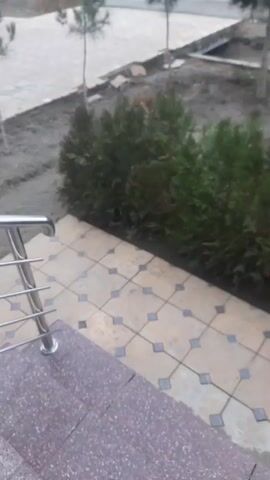 The camera looks out from a tiled area onto a row of small evergreen shrubs. Some of the shrubs are green and some are brownish. Beyond the shrubs is a narrow strip of dirt with small saplings and some fallen leaves. Beyond the dirt strip is a low concrete wall. Beyond the wall is a street with cars and vans driving. On the other side of the street are buildings. The weather appears overcast.