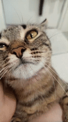 Tabby cat and residential high-rise, Misaylovo.