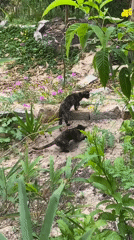 Cats and wildlife spotted in Mũi Né gardens