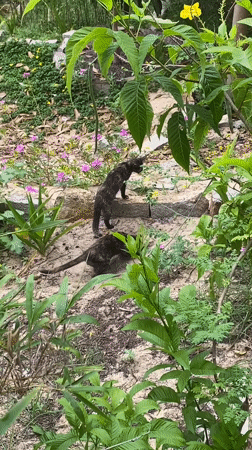 Cats and wildlife spotted in Mũi Né gardens