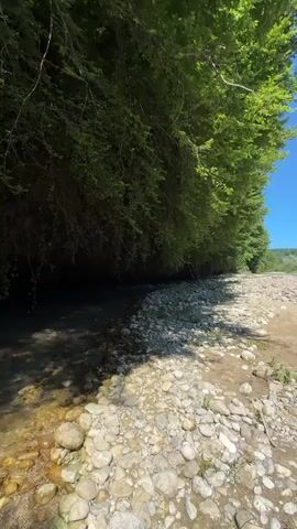 This is a video of a stream flowing through a natural setting. The stream bed is rocky and the water is clear, with sunlight reflecting off the surface. Lush green trees and vegetation line the banks of the stream, with some branches hanging over the water. The scene appears to be a peaceful and serene natural landscape, likely in a wooded area. The time of day appears to be daytime, with bright sunlight indicating a sunny day. The location cues and dense foliage suggest a temperate or subtropical climate. There are no people or man-made objects visible in the video. The overall mood conveyed is one of tranquility and natural beauty.