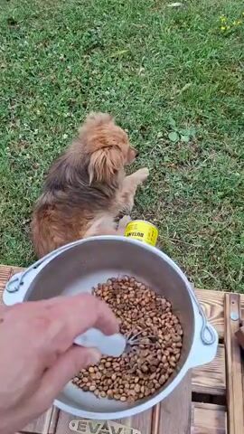 A medium shot shows a fluffy, light brown dog sitting on green grass. The dog is facing to the right and appears to be grooming itself. In the foreground, a person's hand is visible, holding a white object and interacting with a large metal bowl filled with coffee beans. To the right of the dog, a bright yellow can with red lettering is lying on its side. The background consists of more green grass and some foliage. The scene suggests an outdoor setting, possibly a yard or garden.