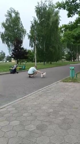 Man plays with small white dog in Baranavichy park