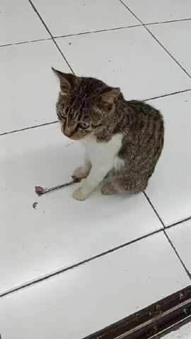 The video shows a small, short-haired cat sitting on a white tile floor. The cat is mostly gray and brown, with white fur on its chest and front paws. Next to the cat is a metallic object. The cat looks around, but remains seated. The video appears to be taken indoors, with background sounds of traffic.