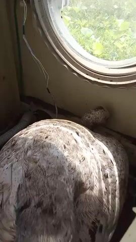 A turkey is lying down in a washing machine with its head turned to the side, looking out a circular window. There are wires running from the top of the machine to a device near the turkey. The turkey is white with some brown markings. The background is blurred green foliage.