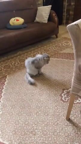 A gray long-haired cat is sitting on a patterned carpet in a living room. Behind the cat is a brown couch with a yellow smiley face pillow and a white pillow. Part of a chair is visible in the right side of the frame. The camera remains still throughout the video.