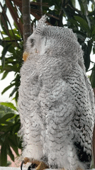 Owls and dogs at a Bali animal spot, August 2026