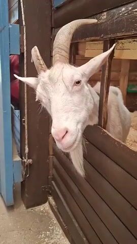 A close-up shot shows a white goat with large horns and a beard. The goat is leaning over a wooden fence, with its head and neck visible. The background is a stable with wooden walls and bedding. The lighting suggests it is daytime. The goat appears curious and is looking directly at the camera. The scene is likely at a farm or zoo in Peterhof, Russia. There is no visible text in the media file.