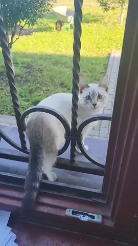 A white and gray Siamese cat sits on a windowsill looking out through a decorative metal grate. The cat is facing away from the camera, but its head is turned to look back over its shoulder at the viewer. The background shows a grassy yard with a wheelbarrow visible in the distance. The video is shot from inside a room, with the windowsill and part of a dark wooden frame visible in the foreground.