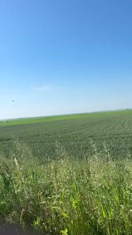 The video shows a vast, green field stretching towards the horizon under a clear, blue sky. The foreground features taller, wild grasses, blurring slightly as the camera moves, possibly from a moving vehicle. There's no evidence of people or animals in the video. The overall impression is that of a rural, agricultural landscape.