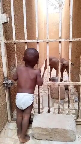 Here is a description of the video:

A young child, clad in a white diaper, stands in front of a metal gate, looking into an enclosure where a brown dog is eating from a metal bowl. The child is shirtless and has short black hair. The gate is made of vertical metal bars and is located in a narrow alleyway, with beige walls on either side. The dog is slender and has its head down as it eats. A grey brick rests on the ground in front of the gate. The flooring inside the enclosure is made of patterned tiles.