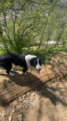 Border Collie and young chicks observed in Zlatograd, Bulgaria