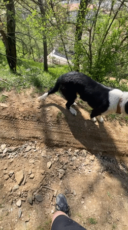 Border Collie and young chicks observed in Zlatograd, Bulgaria
