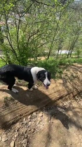 Border Collie and young chicks observed in Zlatograd, Bulgaria