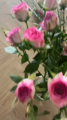 Pink roses in glass vase documented in Fethiye