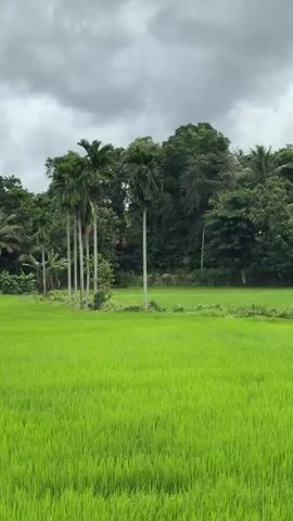 A daytime video shows a lush green rice paddy field in the foreground, stretching across the frame. In the midground, a line of tall, slender palm trees, possibly areca nut palms, stands between the paddy field and a dense area of other green trees and foliage. A house or building is partially visible nestled within the distant trees. The sky is heavily overcast with dark grey clouds. The camera subtly pans to the right, revealing more of the landscape. An engine sound is audible throughout the video. No people or visible text are present. The scene depicts a serene rural landscape, likely in a tropical region like Thihagoda, Sri Lanka, as indicated by the location context.