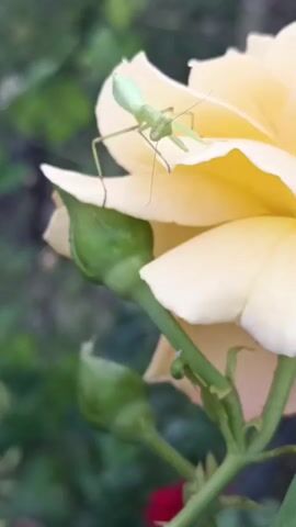 A praying mantis with a light green body and long, thin legs stands on the pale yellow petals of a rose. The rose has several unopened green buds below its open bloom. The background is out of focus and appears to be green foliage.