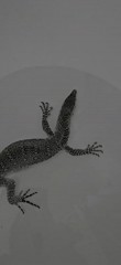 Spotted reptiles observed in Moscow terrariums