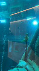 Dubai Aquarium's underwater cityscape display captured by witness