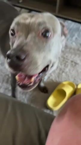 The video shows two dogs interacting. The first dog, a grey pit bull, is in the foreground, looking directly at the camera with its mouth open and tongue out, appearing to be panting. A yellow flip-flop is visible to the right of the dog. The setting appears to be indoors, with a carpeted floor and a couch in the background.

The second part of the video shows a different dog, a black and tan dog with a green collar, interacting with the grey pit bull. They are close to each other, with the black and tan dog sniffing the grey pit bull. A coffee table with cup holders and a remote control is visible between them. The couch is a plush, light-colored material. The lighting suggests it is daytime. The overall mood seems playful and curious between the two dogs.