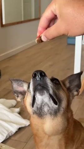 A person's hand holds a small piece of food above a dog's head. The dog is looking up at the food with its mouth open, and then catches the food in its mouth. The dog then looks at the camera with its tongue sticking out slightly. The scene takes place indoors with wooden floors and a white blanket visible in the background.