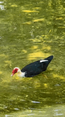 Muscovy duck spotted preening at Athens pond