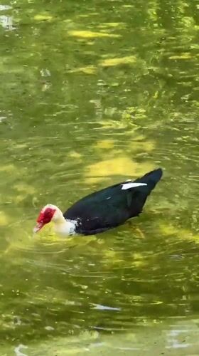 Muscovy duck spotted preening at Athens pond