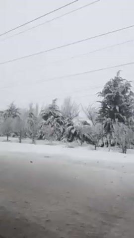 The video shows a wintry scene with snow-covered trees and ground. The view is likely taken from a moving vehicle, as the scenery is passing by. The trees are covered in what appears to be a layer of snow or ice, giving them a frosted appearance. Power lines are visible in the sky. The overall atmosphere is cold and gray.