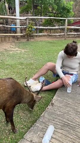 Here is a concise description of the video:

The video shows a young woman sitting on a concrete ledge in a grassy, fenced area. She is wearing a light-colored long-sleeved shirt, denim shorts, and white clogs. She is looking at her phone. A brown deer stands next to her, occasionally nudging her with its antlers. There are two water bottles on the ground near the woman. Trees and other greenery are visible in the background.