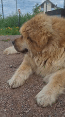 Child plays with large fluffy dog in Kempelevo Russia