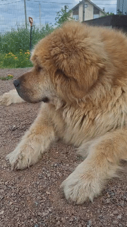 Child plays with large fluffy dog in Kempelevo Russia