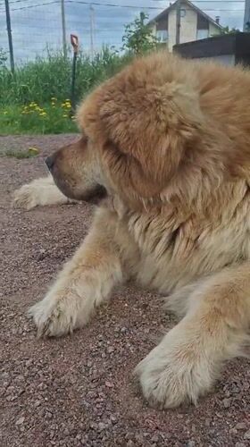 Child plays with large fluffy dog in Kempelevo Russia