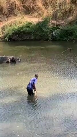 The video shows a man standing in a shallow, narrow river. He's wearing a blue t-shirt and dark pants. He's bent over, facing into the water, and appears to be washing something in his hands. The river has a murky green color and is surrounded by vegetation on both banks. There's some debris on the left side of the river.